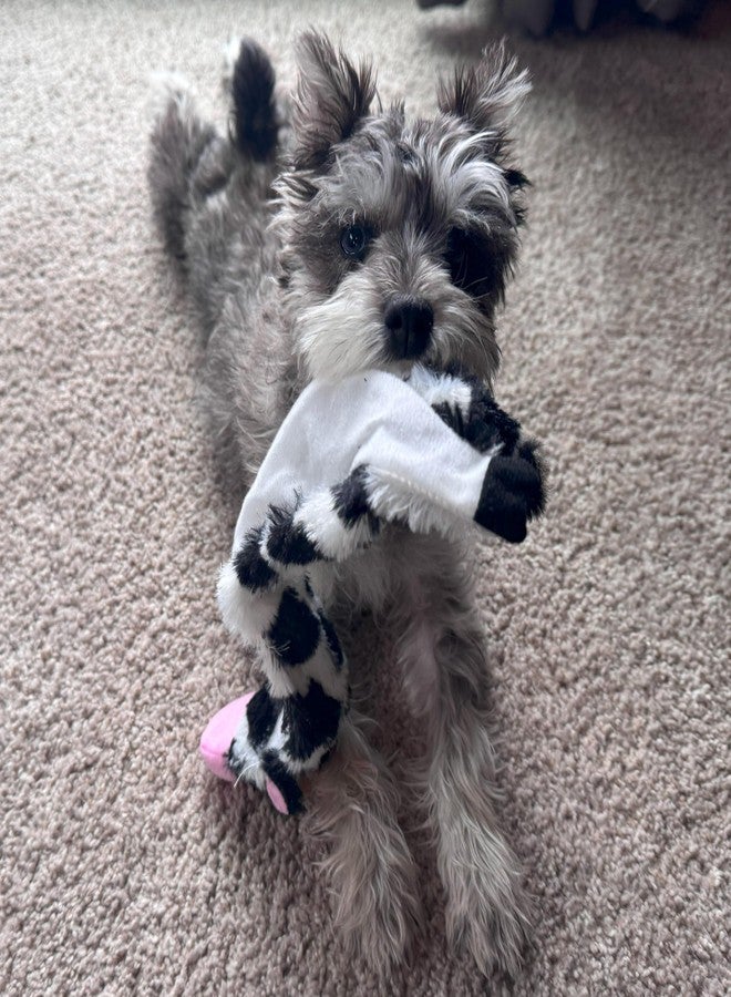 سبوت لعبة SPOT Skinneeez Crinklers Cow - لعبة كلاب بدون حشو، تصدر أصوات طقطقة وصرير، متينة للكلاب التي تمضغ بشكل معتدل، لعبة شد للكلاب الصغيرة والجراء، 14 بوصة - Image 2